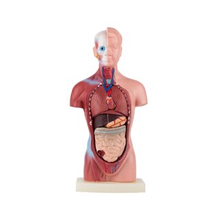 Anatomiskais rumpis - 15 daļas | Dāvanas ideja