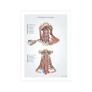 Kakla muskuļu anatomijas plakāts 50x70mm