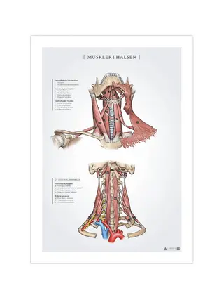 Kakla muskuļu anatomijas plakāts 50x70mm