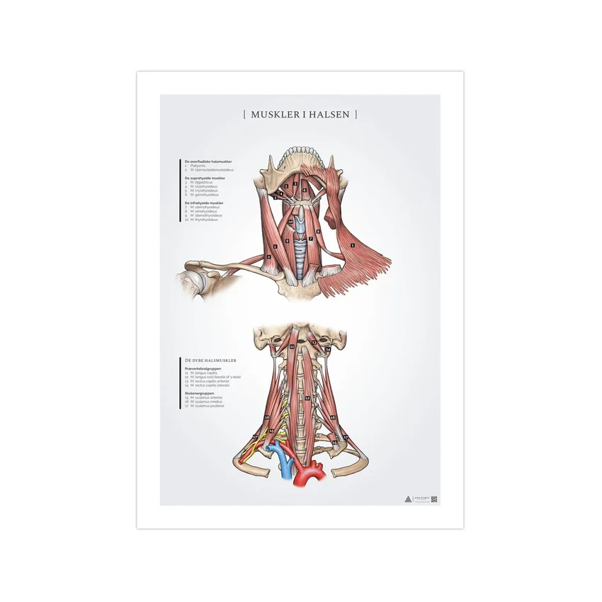 Kakla muskuļu anatomijas plakāts 50x70mm