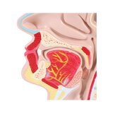 Mutes un rīkles anatomiskais modelis