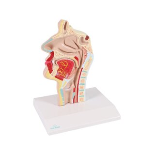 Mutes un rīkles anatomiskais modelis