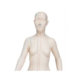 Akupunktūras modelis 70 cm - Sieviete